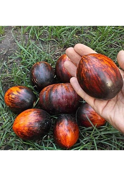 Siyah Kırmızı Gargamel Domates Tohumu (15 Tohum)