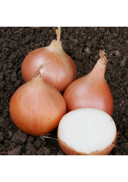 Geleneksel Tohumları Erkenci Teksas Grano Soğan Tohumu(50 Tohum)