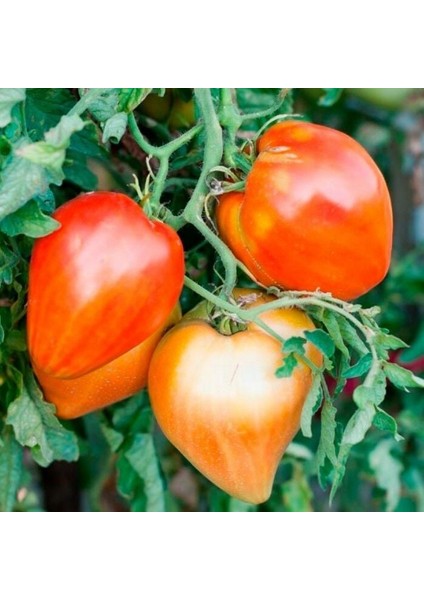 Red Oxheart Kalp Şeklinde Meyvesi Olan Domates Tohumu(15 Tohum)