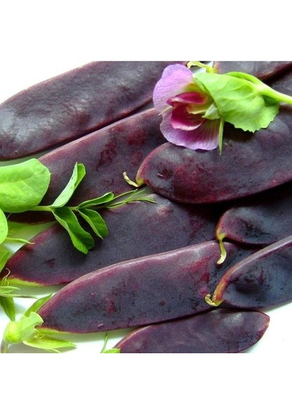 Geleneksel Şiraz Siyah Bezelye Tohumu (10 Tohum)