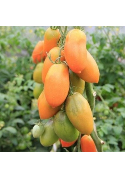 Nadir Basık Turuncu Chukloma Domates Tohumu (15 Adet)