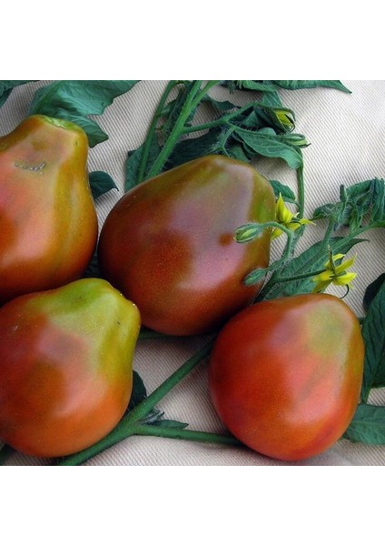 Japanese Black Trifele Kalp Şeklinde Etli Domates Tohumu (15 Tohum)