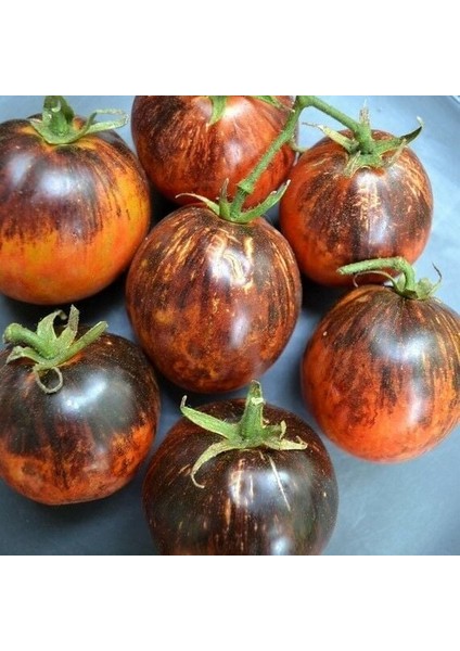 Dark Galaxy Domates Tohumu (15 Tohum) fiyatları