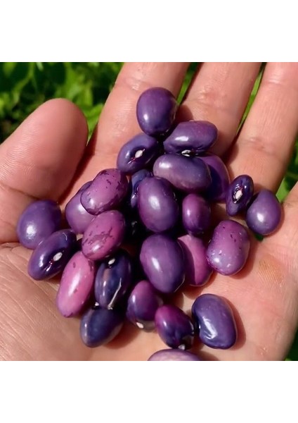 Geleneksel Purple Sırık Fasulye Tohumu (10 Tohum)