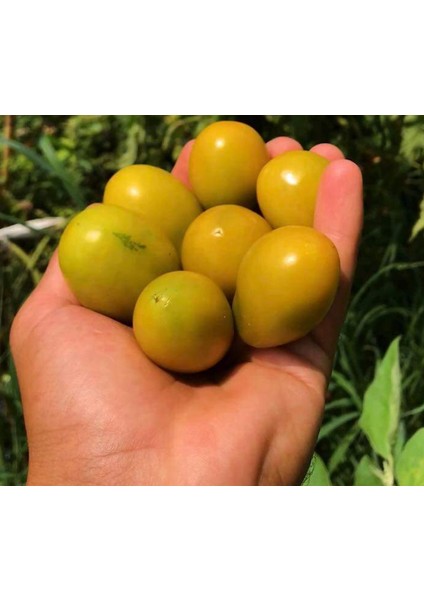 Nadir Rahibe Domates Tohumu (15 Tohum)