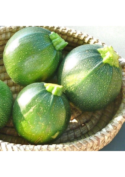 Ata Tohumları Geleneksel Yazlık Dolmalık Topak Kabak Tohumu (10 Tohum)