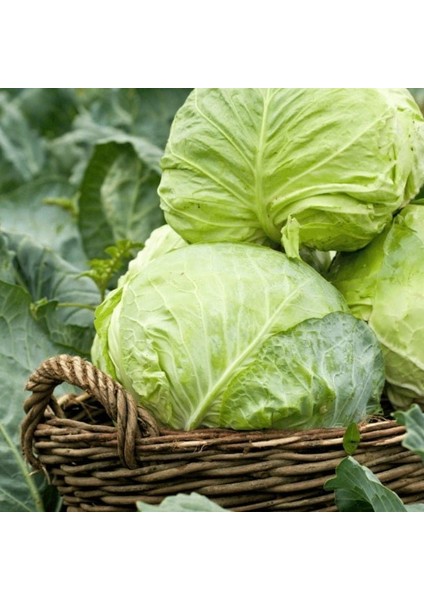 Ata Tohumları Dolmalık Sarmalık Yalova Beyaz Lahana Tohumu (100 Tohum)