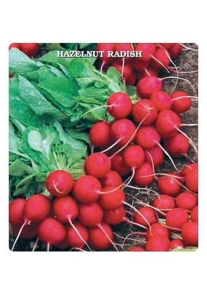 Ata Mirası Geleneksel Kırmızı Fındık Turp Tohumu (50 Tohum)