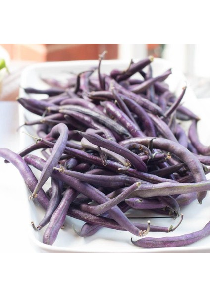 Geleneksel Purple Wax Sırık Fasulye Tohumu (10 Tohum)