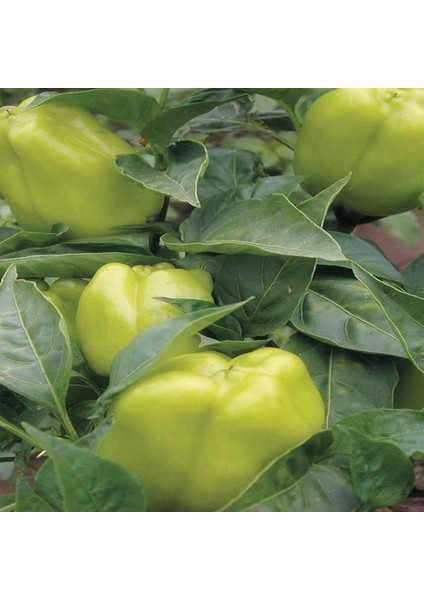 Geleneksel Ince Kabuk Açık Yeşil Meyveleri Yukarıbakan Dik Dolmalık Biber Tohumu (70 Adet)