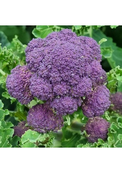Ata Tohumları Doğal Mor Brokoli Tohumu (50 Tohum)