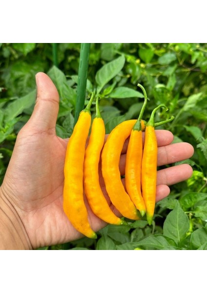 Geleneksel Çok Acı Aji Guyana Chili Biber Tohumu (10 Tohum)