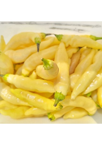 Geleneksel Blondie Çok Acı Biber Tohumu (10 Tohum)