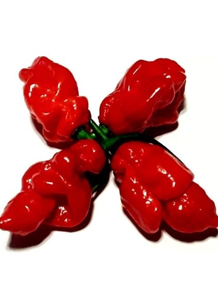 Geleneksel Carbonero Red Çok Acı Biber Tohumu (10 Tohum)