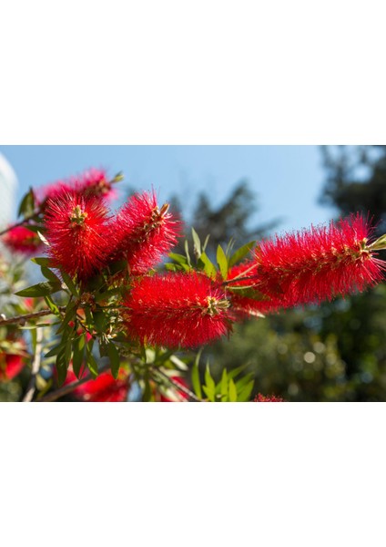 Fırça Çalısı Callistemon