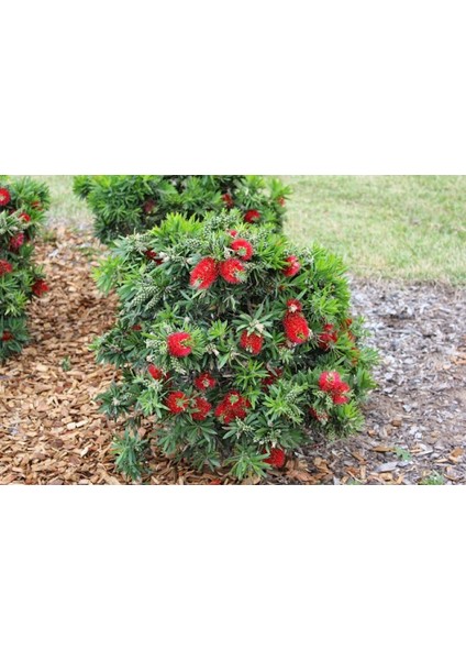 Fırça Çalısı Callistemon fırsatları