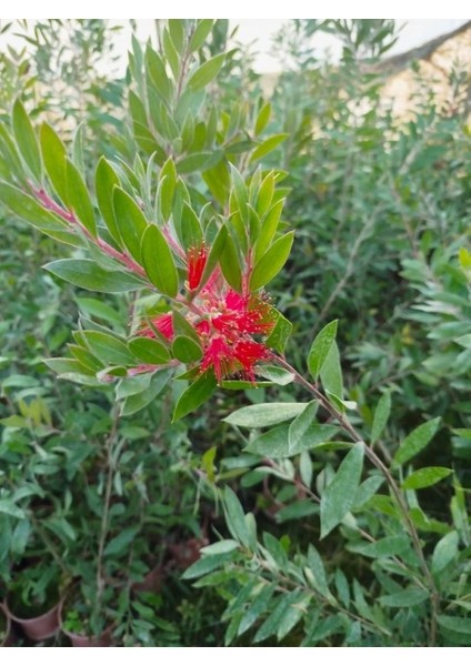 Fırça Çalısı Callistemon indirimleri
