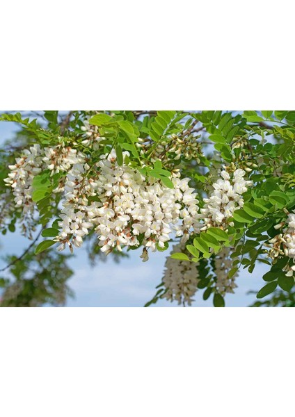 Akasya Fidanı Beyaz Çiçekli – Yalancı Akasya - Robinia Pseudo-Ac