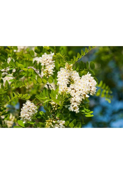 Akasya Fidanı Beyaz Çiçekli – Yalancı Akasya - Robinia Pseudo-Ac
