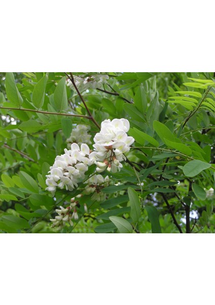 Akasya Fidanı Beyaz Çiçekli – Yalancı Akasya - Robinia Pseudo-Ac