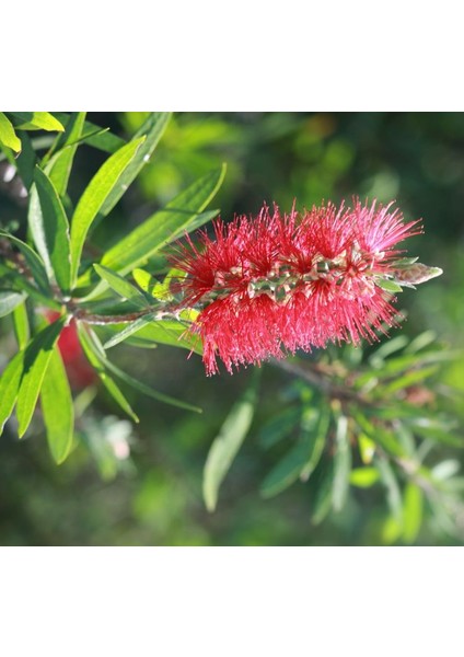 Fırça Çalısı Callistemon 5 Adet fiyatları