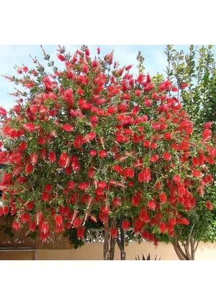 Fırça Çalısı Callistemon 5 Adet modelleri