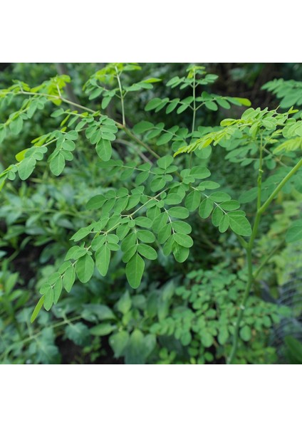 Tüplü Şifalı Moringa Ağacı Fidanı(Boy 30 Ila 50 Cm)