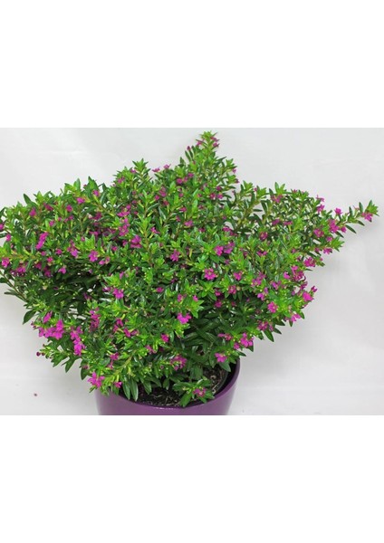 Kufeya (Cennet Çiçeği) Pembe