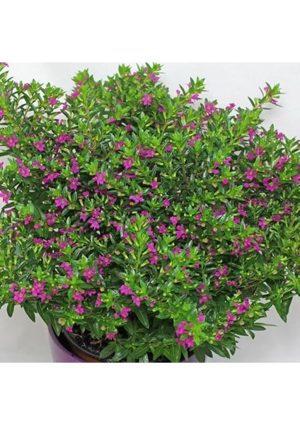 Kufeya (Cennet Çiçeği) Pembe