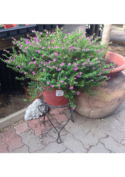 Kufeya (Cennet Çiçeği) Pembe
