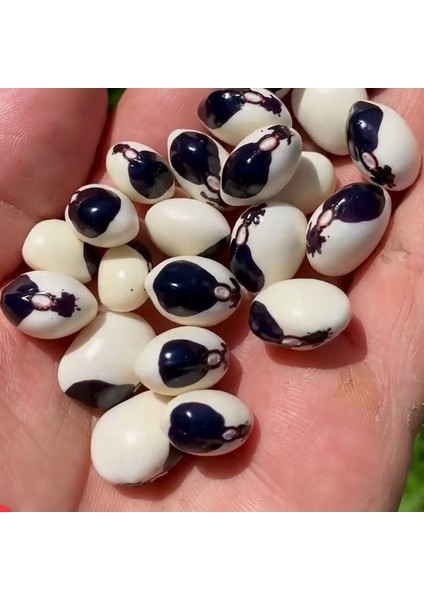 Geleneksel Doğal Tohum Kastamonu Burnu Kara Sırık Fasulye Tohumu (10 Tohum)