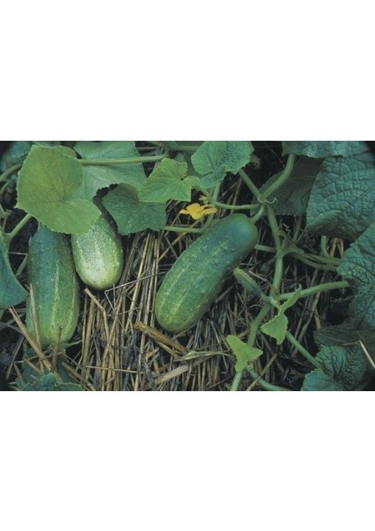 Doğal Calypso Salkım Salatalık Tohumu (20 Tohum)