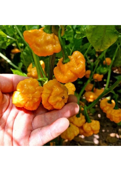 Ata Tohum Geleneksel Ksps Khangstar Çok Acı Biber Tohumu(10 Tohum)