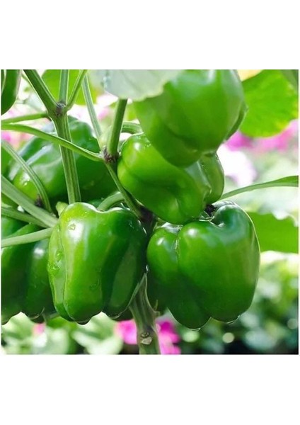 Geleneksel Kandil Dolmalık Biber Tohumu (70 Tohum)