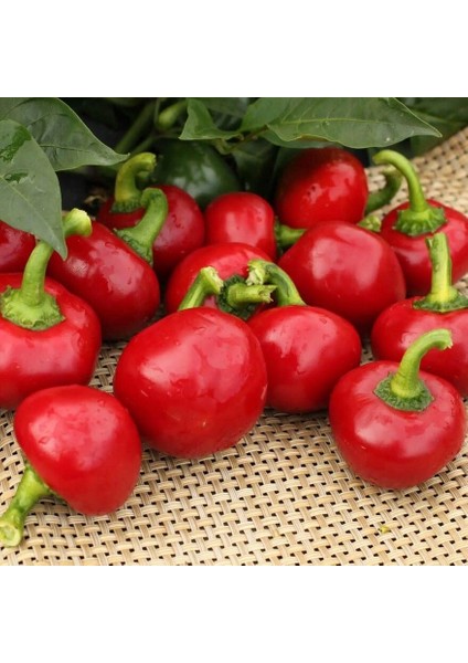Geleneksel Acı Hot Cherry Tatlı Kiraz Biber Tohumu (50 Tohum)