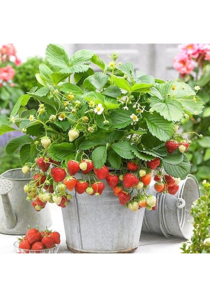 Ata Tohum Yediveren Çilek Tohumu (100 Tohum)