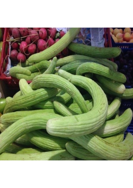 Ince Uzun Meyveli Dağcı Acur Tohumu (20 Tohum)