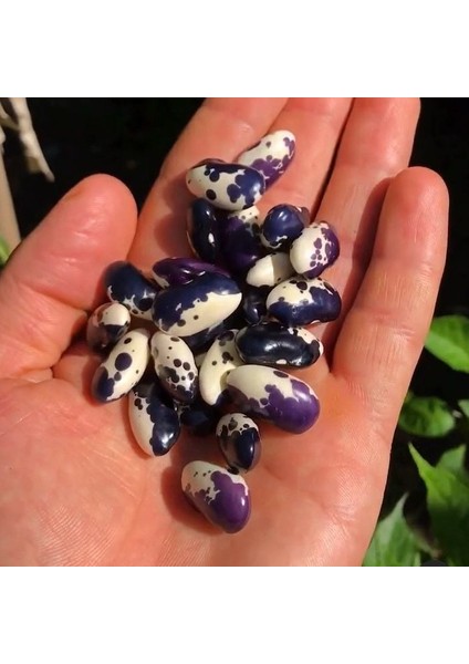 Geleneksel Doğal Tohum Kastamonu Ala Güz Fasulye Tohumu (10 Tohum)