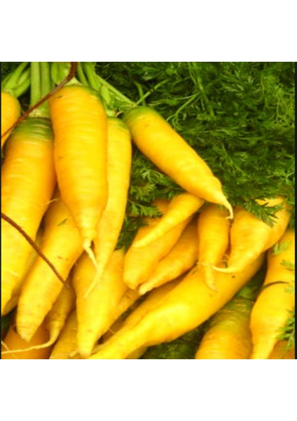 Geleneksel Doğal Solar Yellow Havuç Tohumu (50 Tohum)