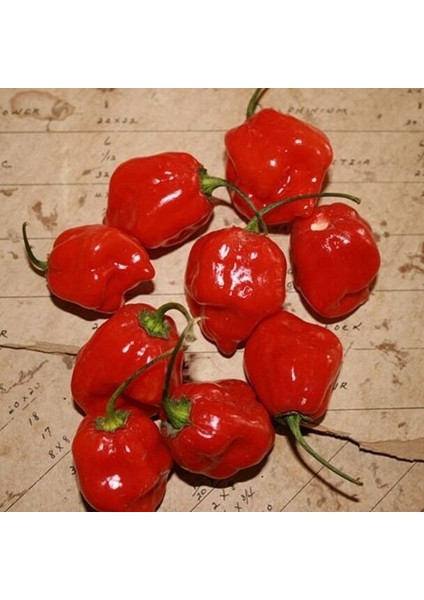 Habernero Red Small Çok Acı Biber Tohumu(15 Tohum)