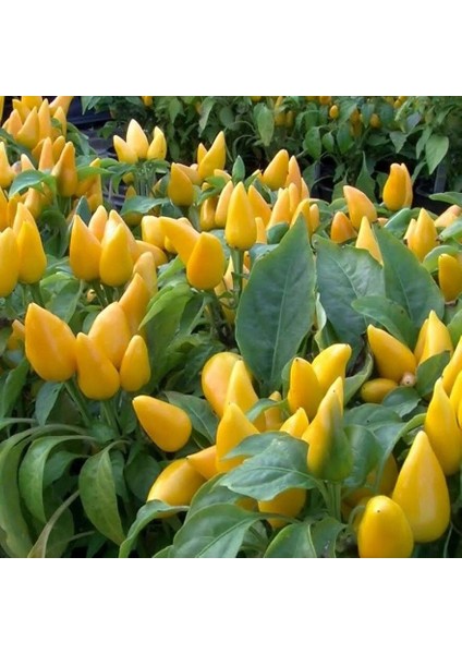 Ata Tohum Geleneksel Angels Yellow Turşuluk Sarı Acı Biber Tohumu (10 Tohum)
