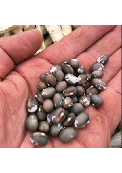 Geleneksel Kılçıksız Pellegrini Fasulye Tohumu (10 Tohum)