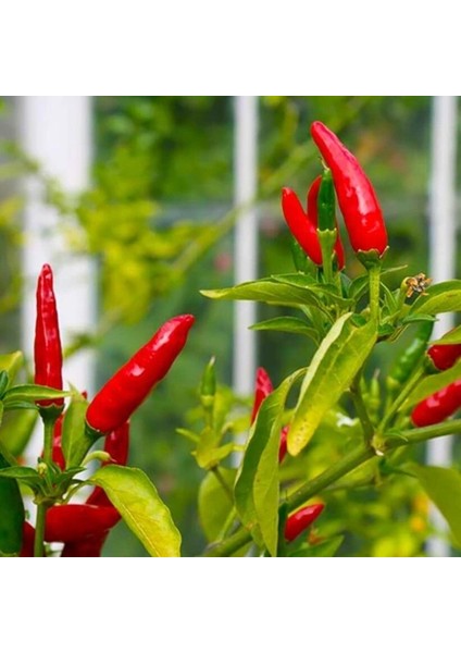 Geleneksel Birds Eye Acı Mini Chili Pepper Biber Tohumu (70 Tohum)