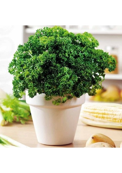 Geleneksel Tohumları Moss Curled Frenk Maydanozu Tohumu (100 Tohum)