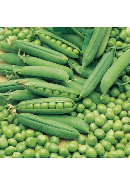 Ata Tohum Geleneksel Bezelye Tohumu (20 Tohum)