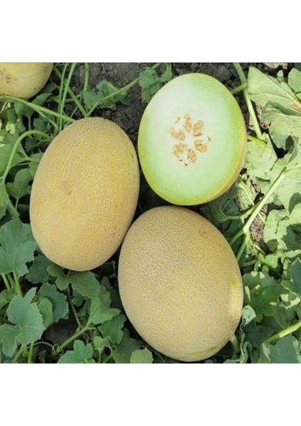 Iri Meyveli Bal Küpü Piton F1 Kavun Tohumu (10 Tohum)