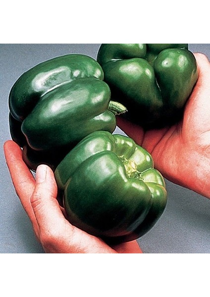 Iri Meyveli Aybala F1 Dolmalık Ince Kabun Kaliforniya Biberi Tohumu (10 Tohum)