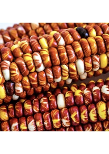 Ata Tohum Geleneksel Montana Sunburst Mısır Tohumu(10 Tohum)