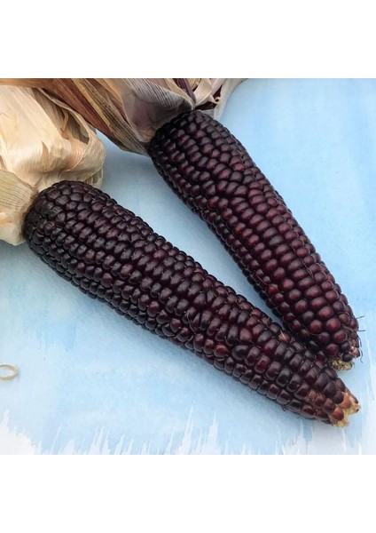 Ata Tohum Geleneksel Japonica Striped Mısır Tohumu(10 Tohum)