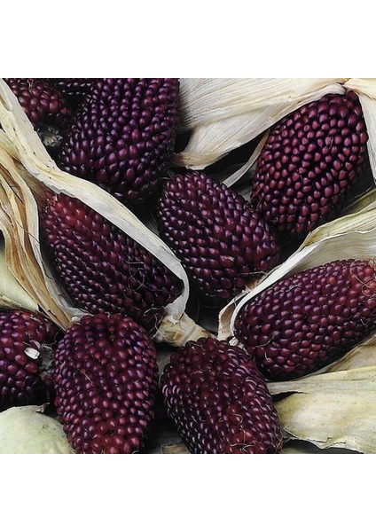Strawberry Mısırı Tohumu (10 Tohum)